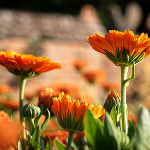 pig in the forest marigolds in the sun-1.jpg