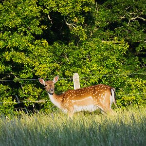 pig in the forest deer-1.jpg