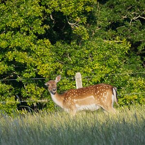 pig in the forest deer-2.jpg