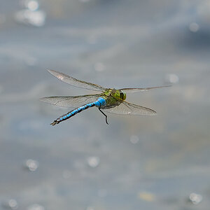 dragonfly 2024 10.jpg