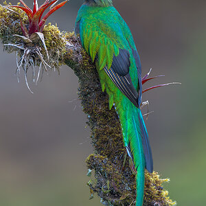 Resplendent-Quetzal-20461-ARW.jpg