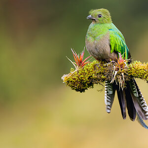 Resplendent-Quetzal-20549-ARW.jpg