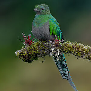 Resplendent-Quetzal-20561-ARW.jpg