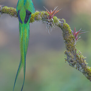 Resplendent-Quetzal-21183-ARW.jpg