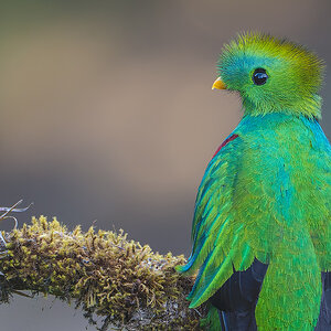 Resplendent-Quetzal-21436-ARW.jpg