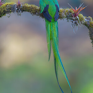 Resplendent-Quetzal-21869-ARW.jpg