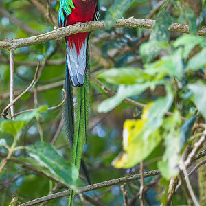 Resplendent-Quetzal-24996-ARW.jpg