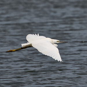 egret 2024 20.jpg