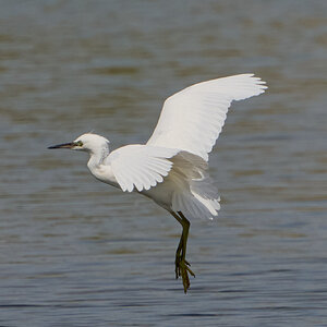 egret 2024 21.jpg