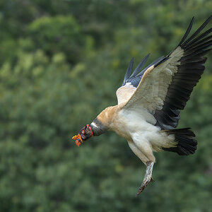 King-Vulture-20207-ARW.jpg