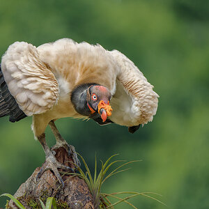 King-Vulture-20592-ARW.jpg