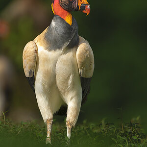 King-Vulture-22610.jpg