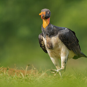 King-Vulture-22818-ARW.jpg