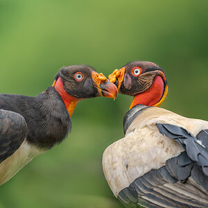 King-Vulture-24078-ARW.jpg