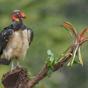 King-Vulture-24725-ARW.jpg