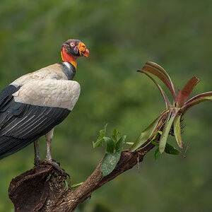 King-Vulture-29751-ARW.jpg