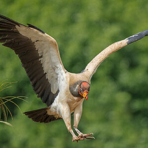 King-Vulture-29803-ARW.jpg