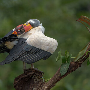 King-Vulture-29951-ARW.jpg