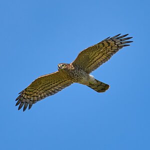 kestrel 2024 16 (2).jpg