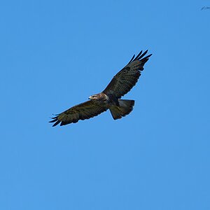 buzzard 2024 28.jpg