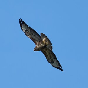 buzzard 2024 30.jpg