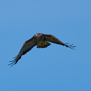 buzzard 2024 26.jpg