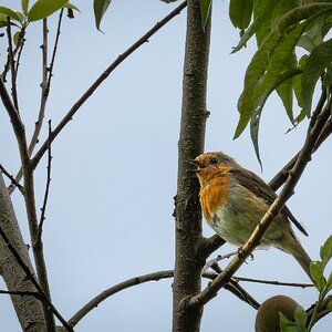 robin_singing-3.jpg