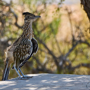 Greater Roadrunner - Red Rock - 08072024 - 03.jpg