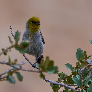 Verdin - Red Rock - 08072024 - 02.jpg