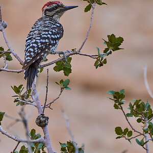 Ladder-Backed Woodpecker - Red Rock - 08072024 - 01.jpg