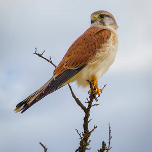 _VII0020_Nankeen_Kestrel.jpg