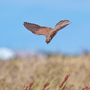 DSC01623 - Kestral.jpeg