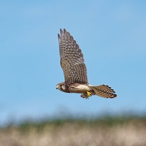 DSC01631 - Kestral.jpeg