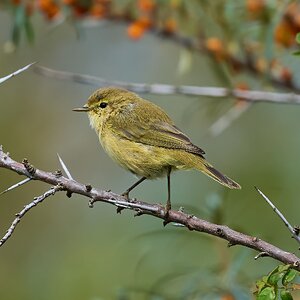 chiffchaff 2024 1.jpg