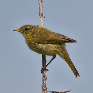 chiffchaff 2024.jpg