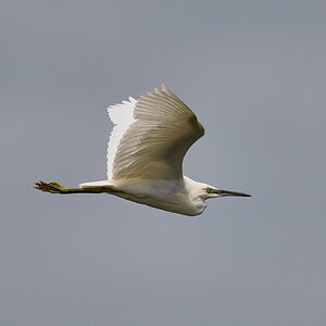 egret 2024 29.jpg