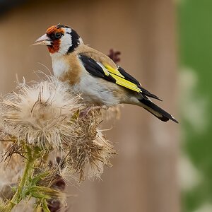 goldfinch 2024 1.jpg