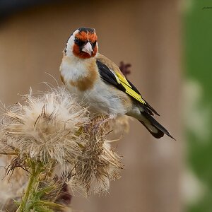 goldfinch 2024.jpg