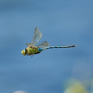 dragonfly 2024 12.jpg