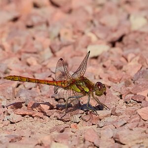 dragonfly 2024 14.jpg