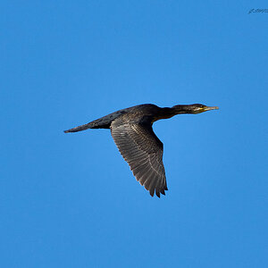 cormorant 2024 16.jpg