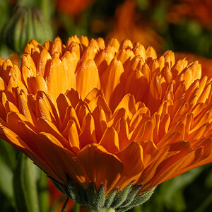 pig in the forest marigolds in the sun-4.jpg