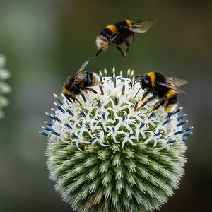 great globe thistle with bee-7.jpg