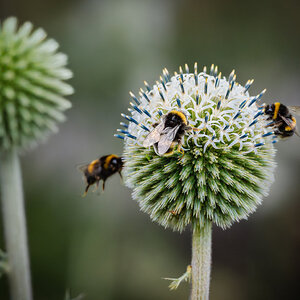 great globe thistle with bee-4.jpg