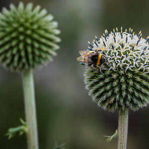 great globe thistle with bee-1.jpg