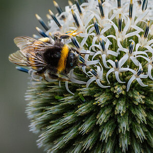 great globe thistle with bee-3.jpg