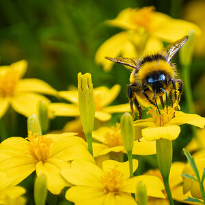 bee in yellow sea-3.jpg