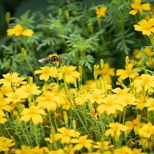 bee in yellow sea-4.jpg