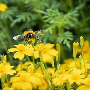 bee in yellow sea-5.jpg