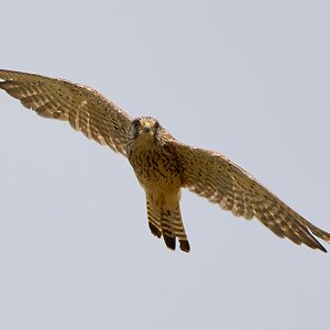 kestrel 2024 10.jpg